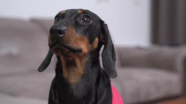 Şirin dachshund köpek yavrusu yemek ya da dikkat çekmek için yalvaran, kapalı, bulanık arka plan sahibine açık açık bakar. Sadık köpek insana bakar.