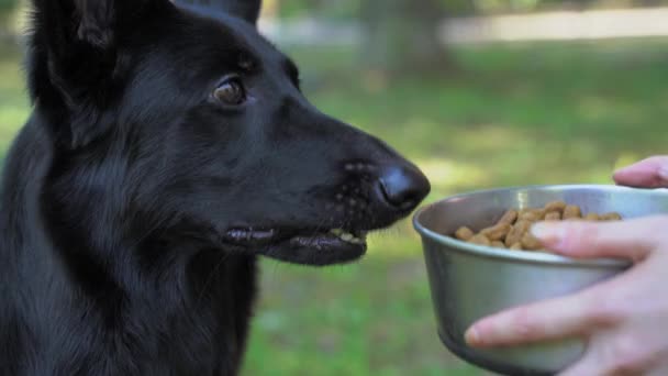 所有者の手黒のスイスの羊飼いの犬のボウル乾燥したペットフードの完全なが、犬を拒否し、閉じます。病気のため食欲がない。小動物だ。ペットは予定に従って餌を待っています — ストック動画