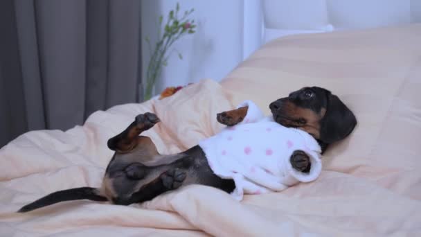 Bonito cachorro dachshund estava vestido com pijama de pelúcia quente para se preparar para a cama. Cão fica barriga para cima e tremores esperando para ser coberto com cobertor e ouvir boa noite — Vídeo de Stock