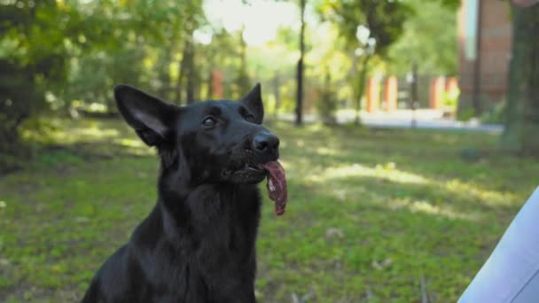 El perro pastor suizo aprende el comando OFF. Mascota tiene en la boca pedazo de carne cruda que no se puede comer sin el permiso del propietario. Manipulador toma la carne de nuevo y da animal tratar como recompensa por la obediencia — Vídeo de stock