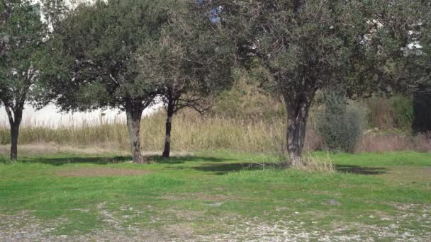 Смішний цуценя в рожевій футболці біжить по газону з зеленою травою в саду з оливкових дерев. Активна слухняна собака гуляє без господаря. Щоденне навчання домашніх тварин — стокове відео