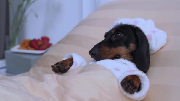 Dítě jezevčík v legrační teplé pyžamo s kloboukem leží pod přikrývkou jít spát. Majitel políbí psa na dobrou noc. Odpočinek během nemoci, Návštěvníci zanechal ovoce s přáním pro rychlé zotavení — Stock video