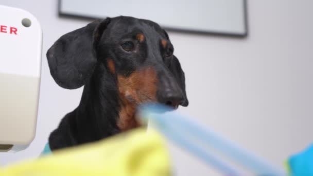 Cute dachshund dog in blue t-shirt stayed at home alone, came to workplace of owner and chooses what to steal as toy for itself, wants to make a mess, close up, front view, blurred foreground — Stock Video