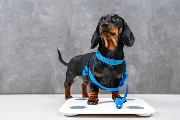 Şirin aç köpek yavrusu köpek santimetreye sarılmış ve ölçüm yapmak için terazinin üzerinde duruyor. İyi bir şekil istiyor. Bu yüzden diyeti takip ediyor ve aktif bir yaşam sürüyor.