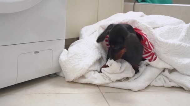 Person gathered dirty laundry for washing on floor in bathroom. Funny mischievous dachshund puppy got into pile of towels and clothes to play and make mess — Stock Video