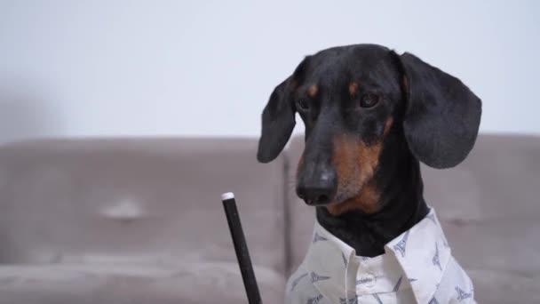 O dachshund engraçado na camisa branca escreve com a pena preta da feltro-ponta. Pet pára e olha para cima pensativo para a inspiração. Cão faz trabalhos de casa ou desenha, escreve poesia — Vídeo de Stock