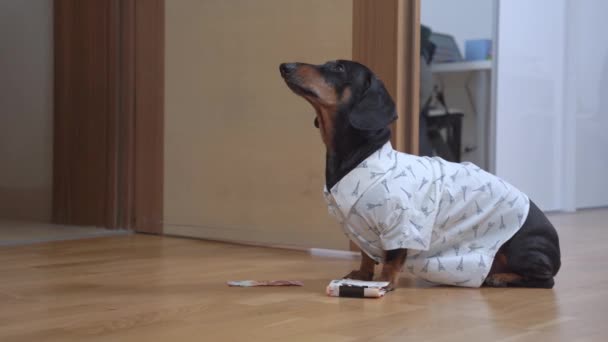 Persona pone hermoso ramo de flores en el suelo junto a perro dachshund divertido obediente en camisa blanca, y toma dinero en efectivo. Entrega de paquetes, comida y flores. Distanciamiento social y vida durante — Vídeo de stock