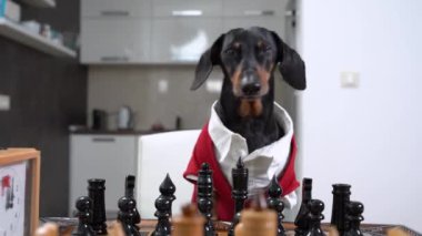 Dachshund havlıyor satranç tahtasının başında, odada parçalar var.