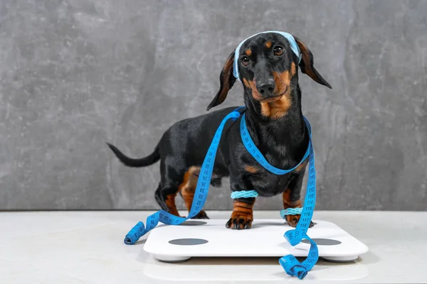 Cute dachshund puppy Dog in sportswear with wristbands on paws and headband protecting from sweat on head is wrapped in centimeter and stands on scales to make measurements, leads active lifestyle — Stock Photo, Image