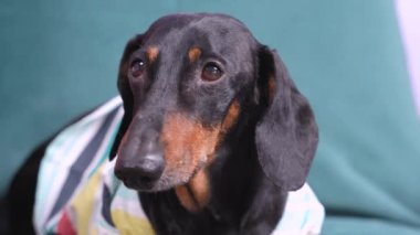 Çizgili tişörtlü sevimli yorgun dachshund köpeği evdeki rahat kanepede uzanıyor ve izlenimlerle dolu zor bir günün ardından yavaşça uykuya dalıyor.