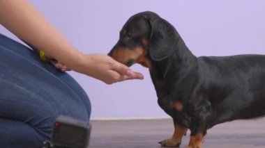 Kadın eğitmen eğitimden sonra itaatkar bir dachshund köpeğini cesaretlendirir. Kadın elindeki kuru yiyeceklerle evcil hayvanı besler, kapat. Aksiyon kamerasına kaydedilen hayvanlar için fitness günlüğü