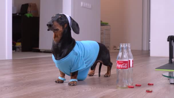 June 4 202, Rostov, Russia: Dachshund dog in tracksuit with wristbands on paws and headband on head that protects eyes from sweat got drunk a lot of Coca-Cola and became hyperactive, barking and — Stock Video