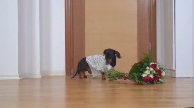 Beyaz gömlekli yaramaz dachshund köpeği vazodan güzel bir buket çiçek çaldı, dairede yere sürükledi ve ortalığı karıştırdı. Kötü yetiştirilmiş evcil hayvan evde yalnız bırakıldı.