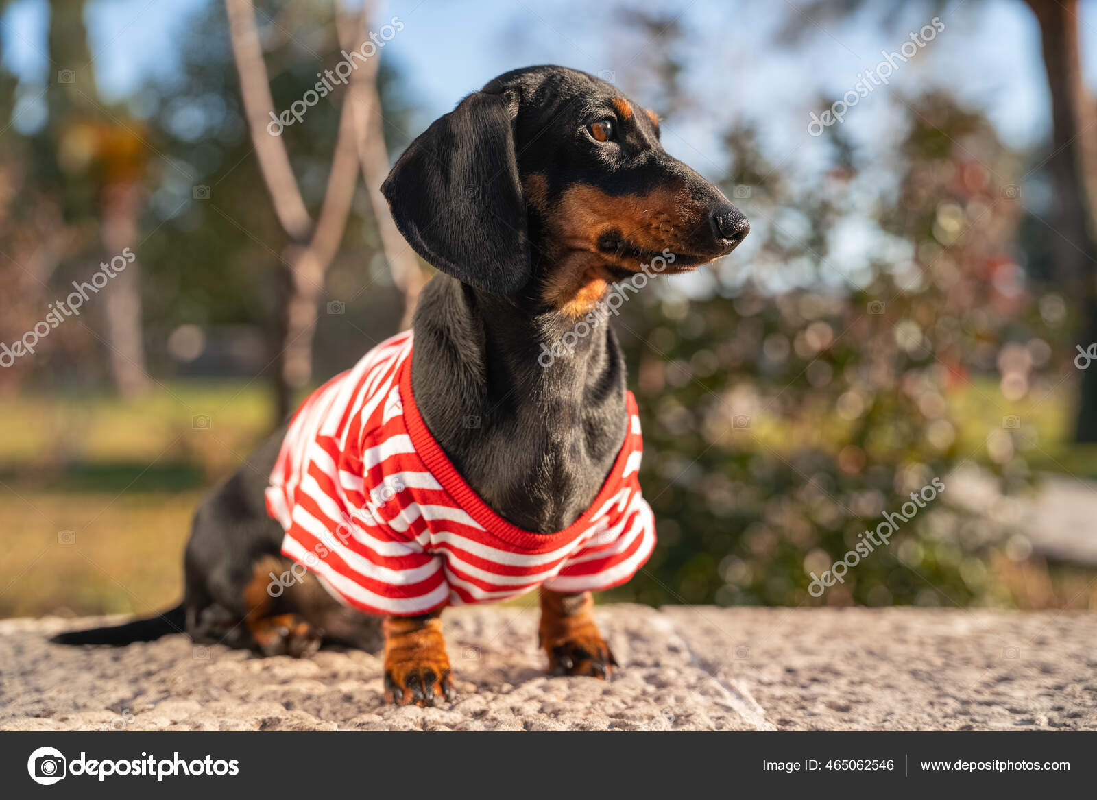 Can Puppies Walk On Concrete