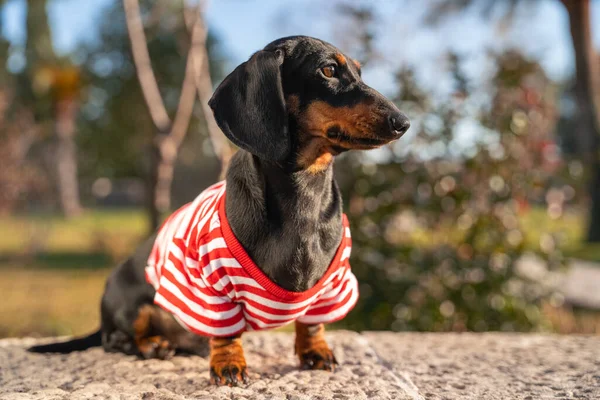Schattige teckel pup in gestreept t-shirt zit gehoorzaam op betonnen borstwering tijdens een wandeling in het stadspark op warme zonnige dag. Aangename promenade in de frisse lucht — Stockfoto