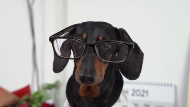 Portret zabawnego psa jamnika w okularach do korekcji wzroku i białej koszuli, widok z przodu. Biznesowy styl. Oficjalna prezentacja na uniwersytecie lub w biurze — Wideo stockowe