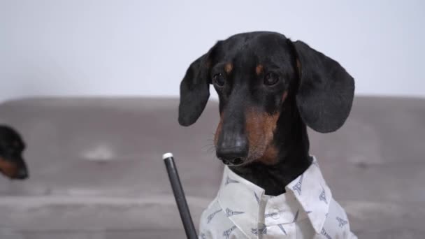 Dachshund hond in shirt schrijft terwijl vriend komt op de bank — Stockvideo