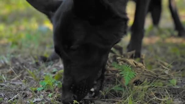 Чорний швейцарський собака-пастух знайшов їжу на землі під час прогулянки і їсть її. Погану поведінку невихованого домашнього улюбленця на вулиці. Їжу можна отруїти. Безпритульна тварина — стокове відео