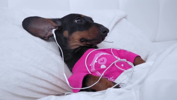 Dachshund szczeniak leży w łóżku pod ciepłym kocem i nie może spać w nocy, więc słucha relaksującej muzyki lub ciekawego podcastu za pomocą przewodowych słuchawek. Przeciążenie informacji — Wideo stockowe