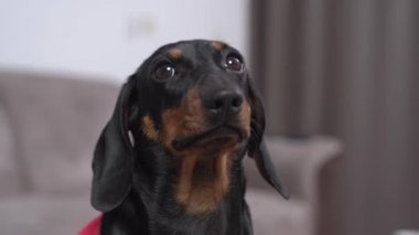 Keyifsiz dachshund gri koltukta oturan kameraya bakar.