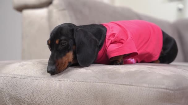 Schattige trieste teckel pup liggend op de bank omdat het werd alleen gelaten thuis terwijl de eigenaar is op het werk, en luistert naar elk geluid in afwachting. Hond is in een slechte bui door ziekte — Stockvideo