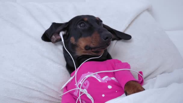 Lucu Dachshund anjing dengan earphone mendengarkan musik di tempat tidur — Stok Video