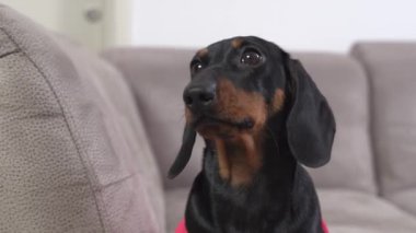 Dachshund köpeği gri koltukta ilginç bir şeye bakıyor.