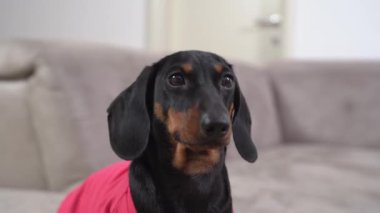 Üzgün, aç dachshund köpeği yalvararak yemek için yalvaran birine bakar, kapat. Köpek sahibinden ilgi bekliyor. Evcil hayvan insanlardan onunla oynamasını ister.