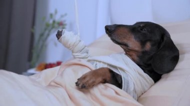 Yaralı Dachshund yaralı pençesiyle koğuşta yatıyor.