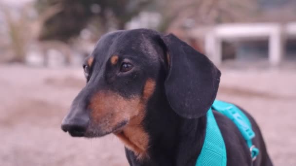 Cute dachshund dalam kain biru harness di jalan-jalan, latar belakang kabur. Anjing menggonggong pada orang asing menjaga pemilik atau pada hewan lain. Hewan peliharaan nakal membuat kebisingan di jalan — Stok Video