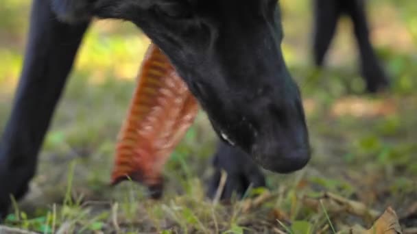 Çoban köpeği yedi, yeşil çim makrosu üzerinde duran yiyeceği buldu. — Stok video