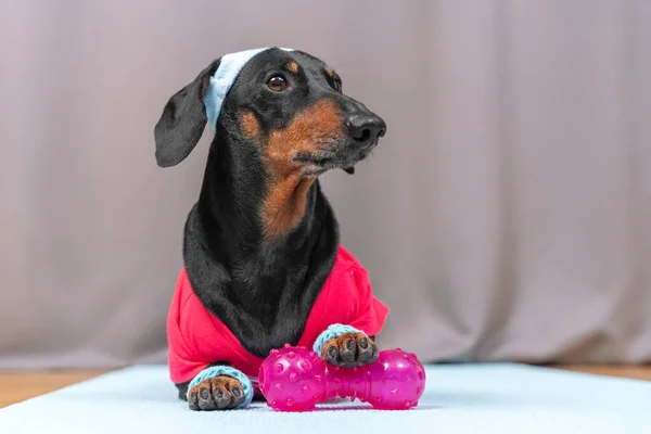 Obedient dachshund dog in sports uniform with wristbands on paws and headband protecting from sweat on head lies on gym mat with dumbbells ready to start training, copy space — Foto de Stock