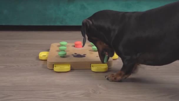 Engedelmes tacskó megoldja összetett puzzle háziállatok húzza ki alkatrészek fogait és mancsát, hogy megtalálja a rejtett élvezet, kilátás hátulról. Interaktív mentális stimuláló játékok kutyák számára — Stock videók