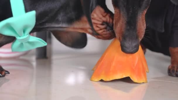 Dois dachshunds giros comem um pedaço de abóbora. Engraçado vestindo, laço verde, bem-humorado cena de Halloween — Vídeo de Stock