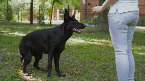 Tulajdonos vonatok nagy fekete juhász kutya a tavaszi parkban — Stock videók