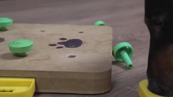 Clever dog takes out treats from developing mind teaser — Vídeos de Stock