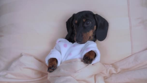 Dachshund cucciolo in pigiama si trova su un comodo letto al mattino — Video Stock