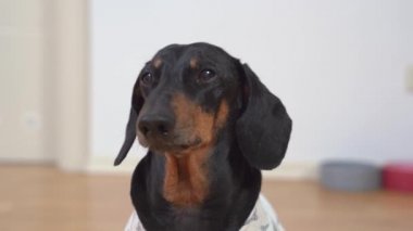 Küçük dachshund köpeği parlak ışıklı odada kameraya bakar.