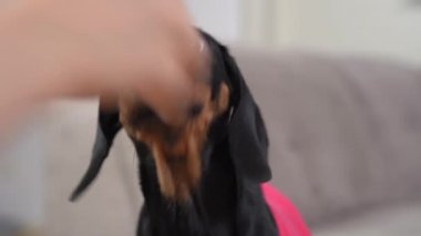 Şirin itaatkar dachshund köpek yavrusu eğitim sırasında komutayı doğru şekilde yerine getirdi, bu yüzden sahibinden veya idarecisinden ödül olarak lezzetli bir ikram aldı, yakın çekim. İtaatkar bir hayvan yetiştiriyorum.