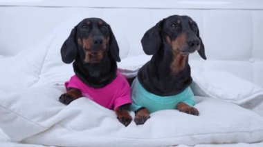 Dachshund renkli elbiseli köpekler yataktaki bir şeye bakıyor.