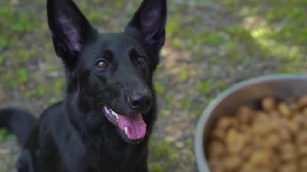 Ägare ger skål med mat till svart Shepherd hund i parken — Stockvideo
