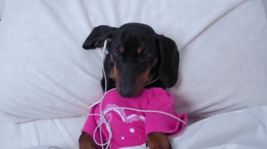 Şirin dachshund köpek yavrusu, başı yastıkta ve battaniyeyle kaplı bir insan gibi yatakta uzanıyor ve telli kulaklıkla müzik, podcast ya da yatmadan önce hikaye dinliyor.