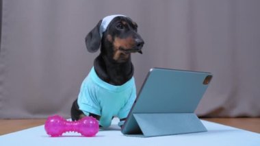 Güzel dachshund köpek yavrusu spor giysisinde bileklikleri pençeli ve saç bantlı terden korunan ev eğitimini dambılla birlikte dijital tablet kullanarak seçiyor.