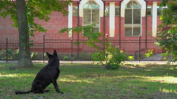 Perro pastor negro de pura raza se levanta y se aleja en el parque — Vídeo de stock