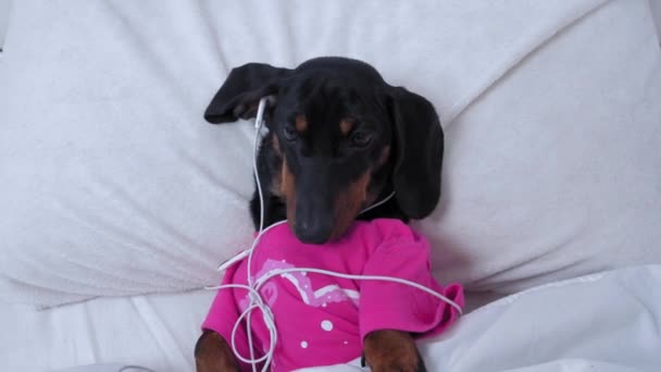 Lindo cachorro salchicha se encuentra en la cama como humano con la cabeza en la almohada y cubierto con manta, y escucha música, podcast o historia a la hora de acostarse usando auriculares con cable — Vídeo de stock