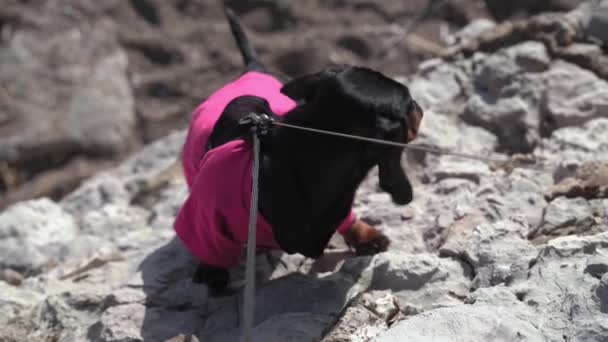 Pembe tişört ve yelek giymiş komik küçük köpek dağcısı güneşli yaz gününde dik kayalıklara tırmanıyor. — Stok video