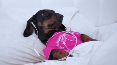 Pembe pijamalı dachshund köpek yavrusu battaniyenin altında yatıyor ve geceleri uyuyamıyor. Bu yüzden dinlendirici müzik dinliyor ya da kablo kulaklık kullanarak ilginç bir podcast yapıyor.