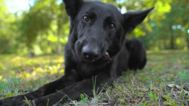 Playful Shepherd eats chewing snack lying on green field — Stock videók