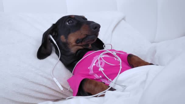 Dachshund szczeniak w różowej piżamie leży w łóżku pod kocem i nie może spać w nocy, więc słucha relaksującej muzyki lub ciekawego podcastu za pomocą przewodowych słuchawek — Wideo stockowe