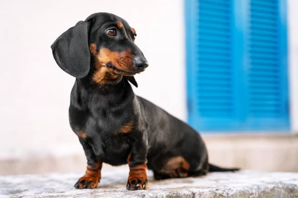 Entzückender Dackelwelpe posiert auf Betonbrüstung sitzend beim Spaziergang durch die Stadt, weiße Wand mit blauem Fenster im Hintergrund. Schöne Reisende Hund auf Tour durch Sehenswürdigkeiten der malerischen Stadt — Stockfoto